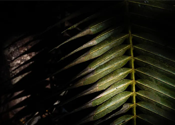 Mango House Seychelles, Lxr &